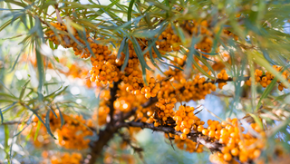 How to Address Sun Damage Naturally with Sea Buckthorn Berry Oil