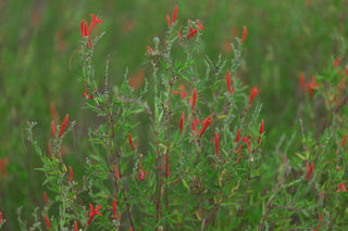 Small red wildflowers in a field