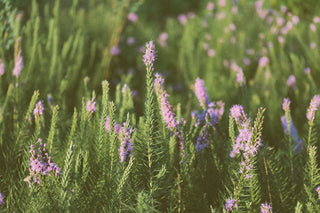 Field of wild purple flowers