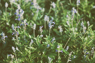 Wild flower field with purple flowers