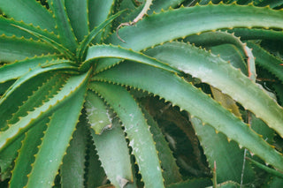 Close up image of aloe vera plant stems