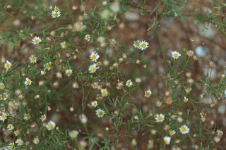 Wild mini daisy flowers