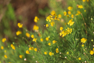 Yellow mini wildflowers in a field