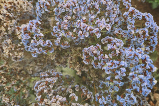 Field of wild purple flowers