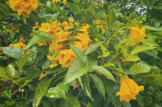 Wild bright yellow flowers growing on a bush