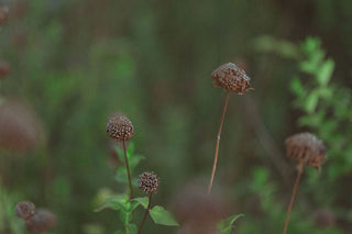 Wild flowers in a field