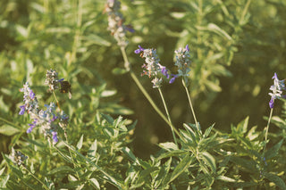 Small purple wildflowers field