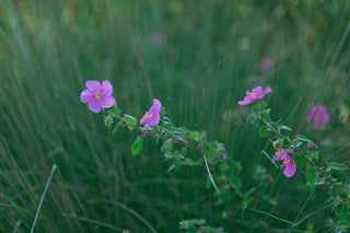 Wild pink flowers in field