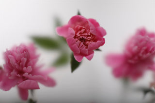 Rose flowers behind a frosted glass