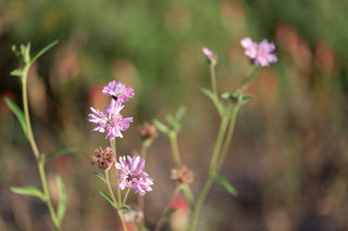Wild pink flowers in a field