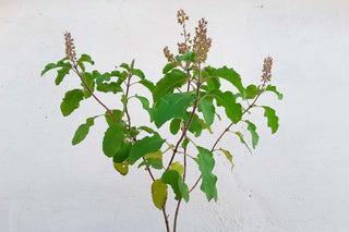 Branch of wildflowers
