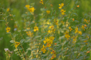 Wild flower field with yellow flowers