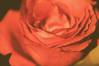 Up close image of red rose petals