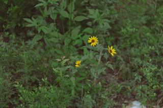 Yellow mini flowers growing in a wild field