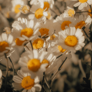 Herbalist Spring Picks