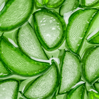 Aloe vera slices in water