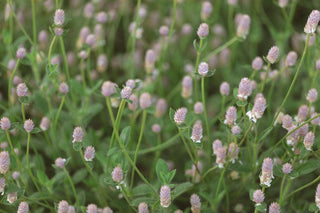 Apoterra flowers close-up