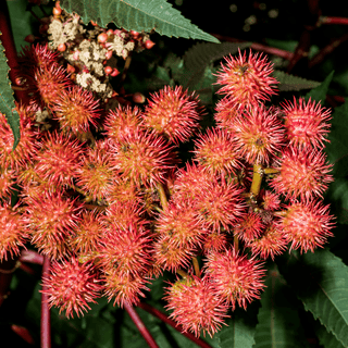 Castor Seed pods on plant