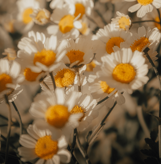 Chamomile flowers in bloom