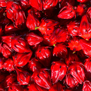 Close-up of vibrant red hibiscus flowers
