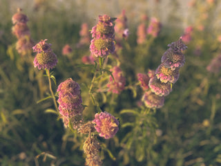 Pink and yellow flowering plant.