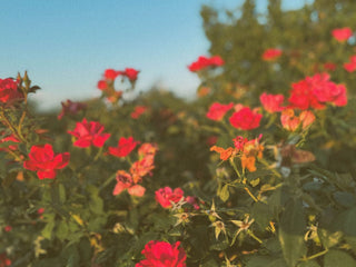 Red roses in bloom, IMG_2994_1