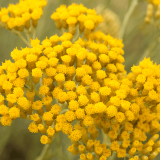 Immortelle flower close-up