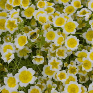 Meadow Foam flowers with bee
