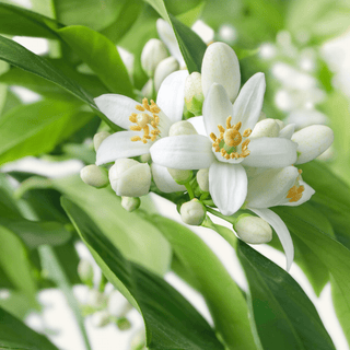 Neroli flower blossoms and leaves