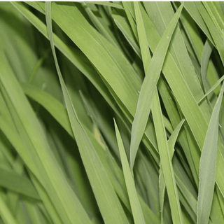 Palmarosa plant leaves close-up