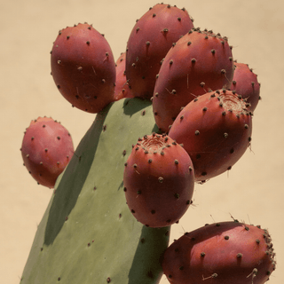 Prickly Pear cactus with ripe red fruit