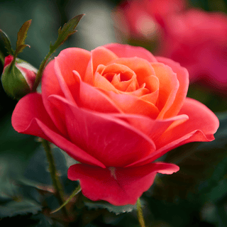 Rose Absolute flower, close-up