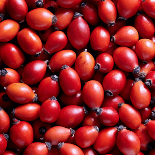 Close-up of ripe, red rosehips.