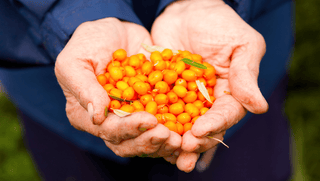 Sea buckthorn berries held in hands