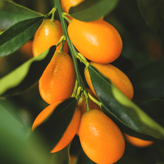 Sea berry fruit on branch