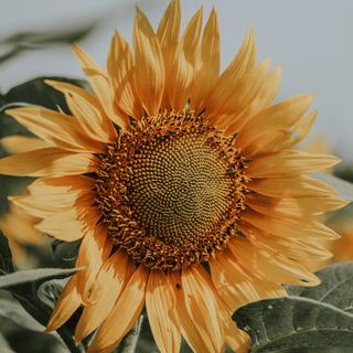 Close-up of a vibrant sunflower in bloom