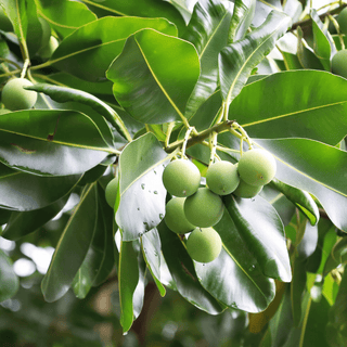 Tamanu tree leaves and fruit