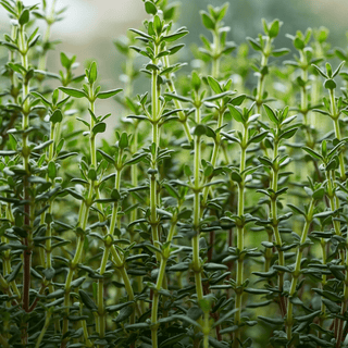 Thyme plant close-up