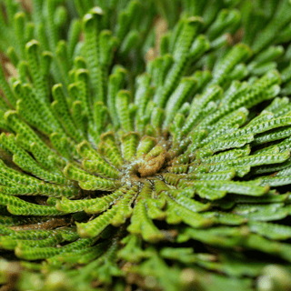Trehalose-producing plant