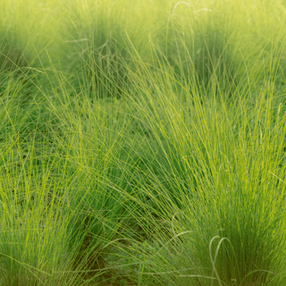 Vetiver grass field