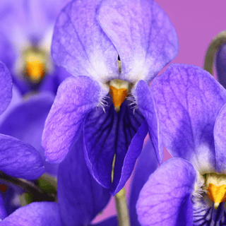 Close-up of a violet flower