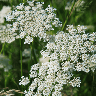 Wild carrot seed heads