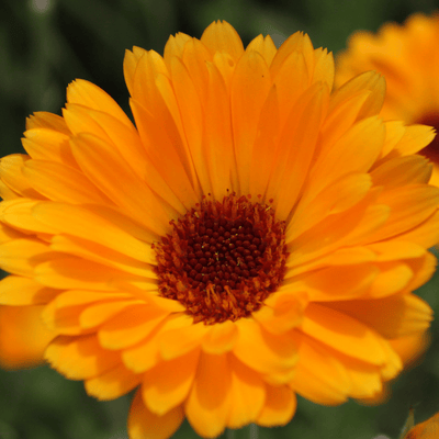 Fresh Calendula Extract