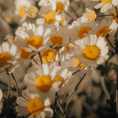 Fresh Chamomile Extract