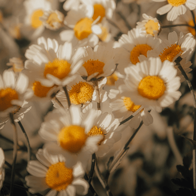 Chamomile Extract