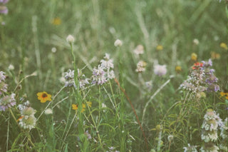 Wildflowers in a field, cpm352025-06-01195507.644
