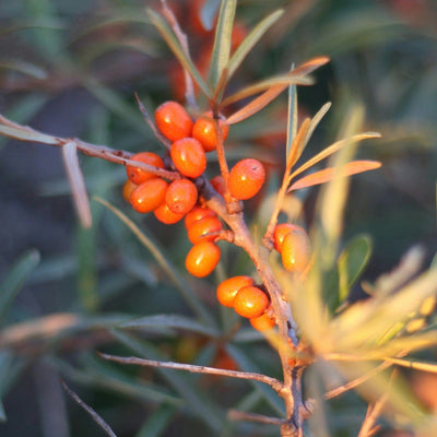 Sea Buckthorn (Sea Berry) CO₂ Extract